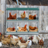 Nido ponedero para gallinas 6 compartimentos