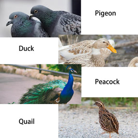 GERMODI — Pinzas para colocar anillos de identificación en aves