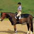 Cashel Quiet Ride — Juego de armadura antimoscas para caballo
