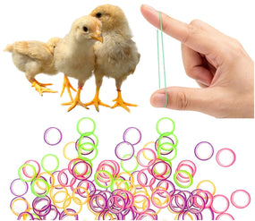 2bdent — Anillos elásticos para pollito 6 mm, 100 piezas