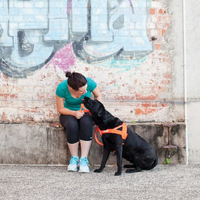 EzyDog Quick Fit — Arnés con acolchado de neopreno, talla S, azul
