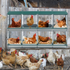 Nido ponedero para gallinas 8 compartimentos
