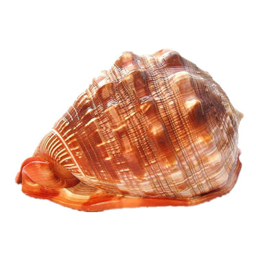 conch